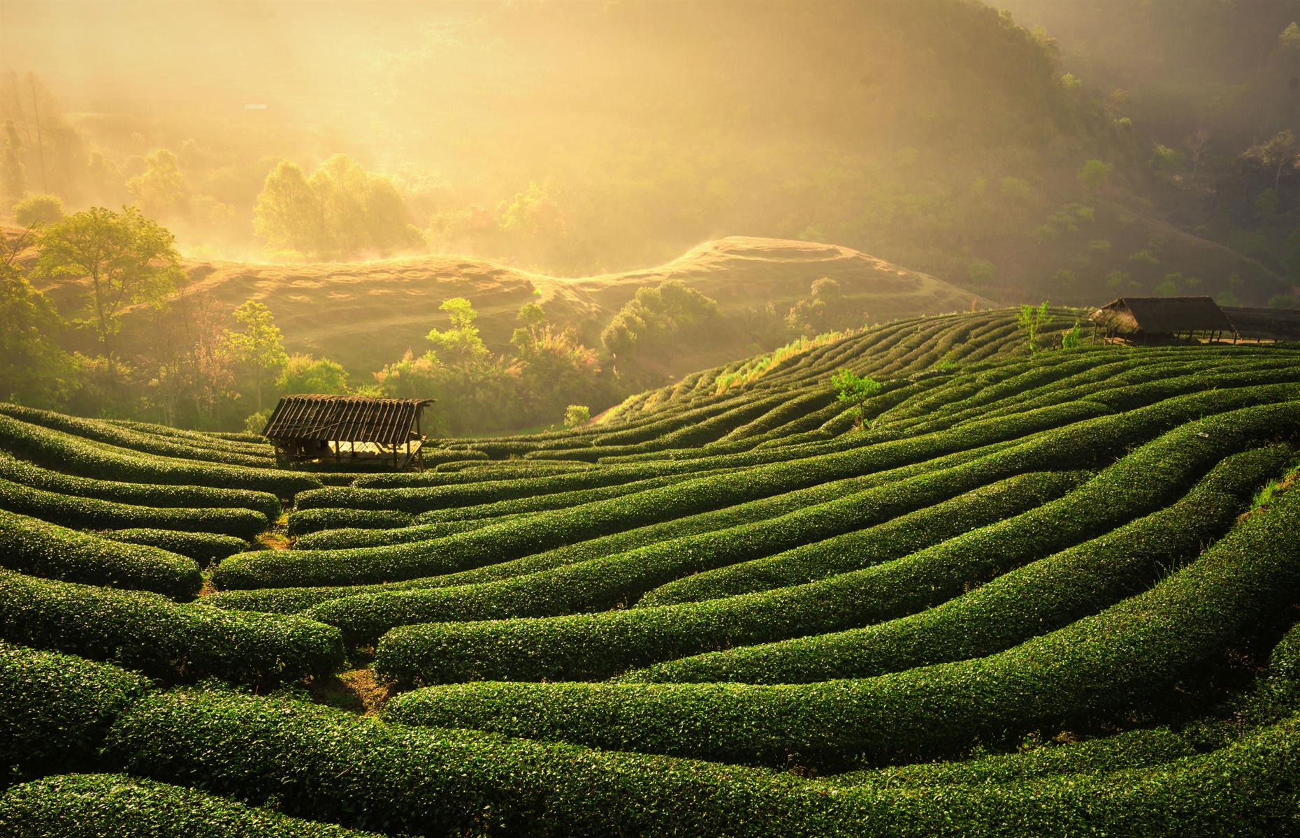 Even the cheapest tea could come from these terraces (image: Shutterstock)